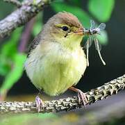 Melodious Warbler