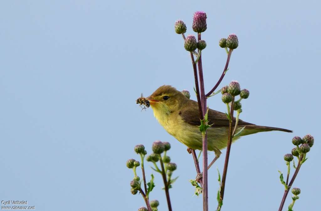 Melodious Warbleradult, aspect, feeding habits, fishing/hunting