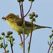 Melodious Warbler