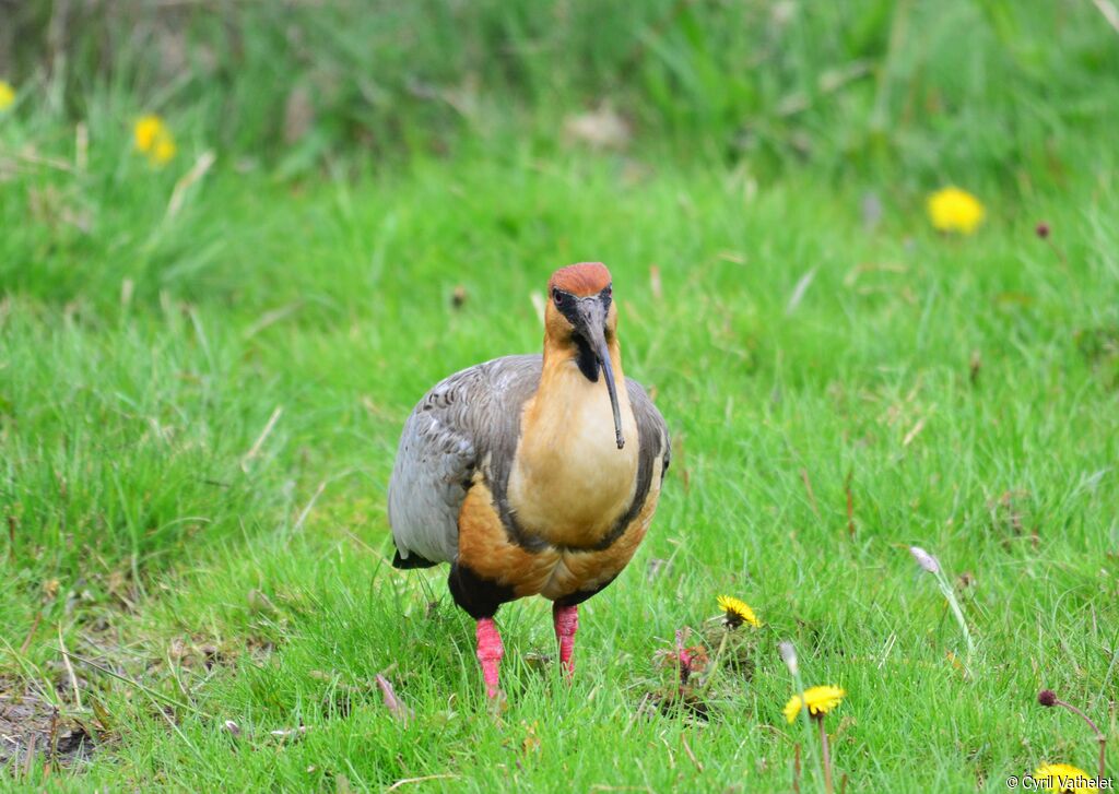 Black-faced Ibisadult, identification, habitat, aspect, pigmentation