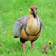 Black-faced Ibis