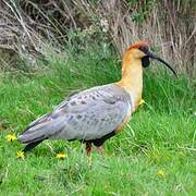 Black-faced Ibis