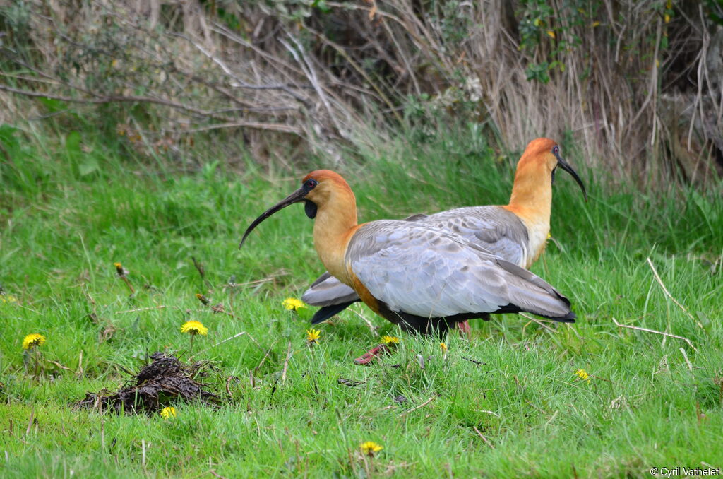 Black-faced Ibisadult, habitat, aspect, pigmentation, walking