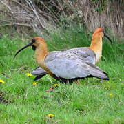 Black-faced Ibis