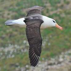 Albatros à sourcils noirs