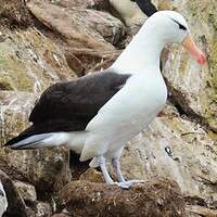 Albatros à sourcils noirs