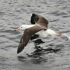 Albatros à sourcils noirs