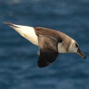 Albatros à tête grise