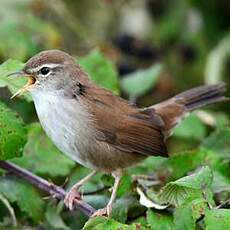 Bouscarle de Cetti