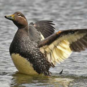 Brassemer de Patagonie