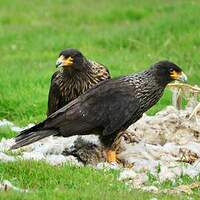 Caracara austral