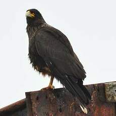 Caracara austral