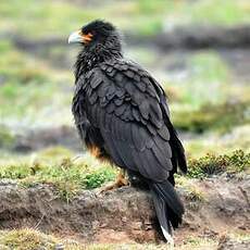 Caracara austral