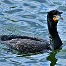 Cormoran à aigrettes