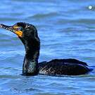Cormoran à aigrettes