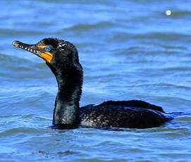 Cormoran à aigrettes