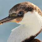 Cormoran géorgien