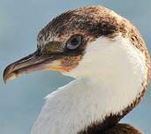 Cormoran géorgien