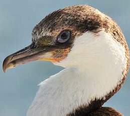 Cormoran géorgien