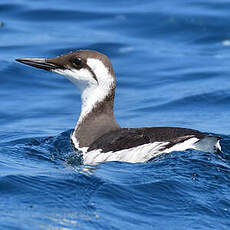 Guillemot de Troïl