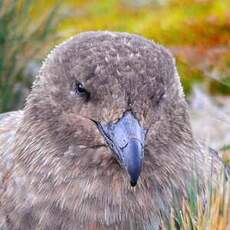 Labbe antarctique