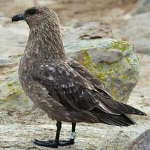 Labbe antarctique