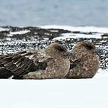 Labbe antarctique