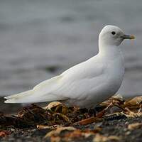 Mouette blanche