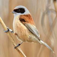 Rémiz penduline