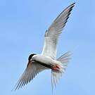 Sterne couronnée