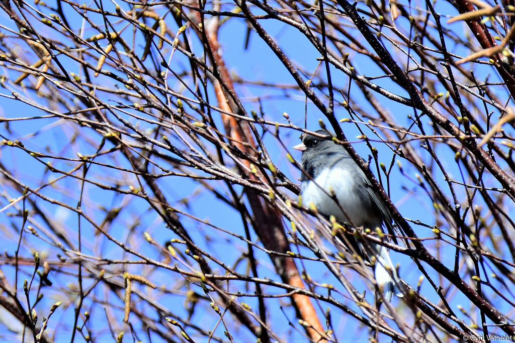 Junco ardoisé mâle, identification