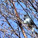 Junco ardoisé
