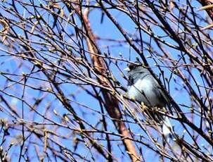 Junco ardoisé