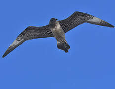 Long-tailed Jaeger