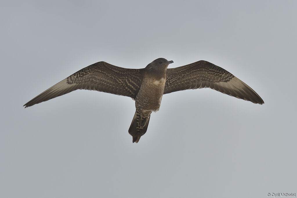 Long-tailed Jaeger, aspect, pigmentation, Flight