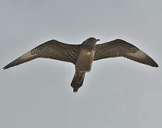 Long-tailed Jaeger