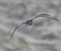 Long-tailed Jaeger