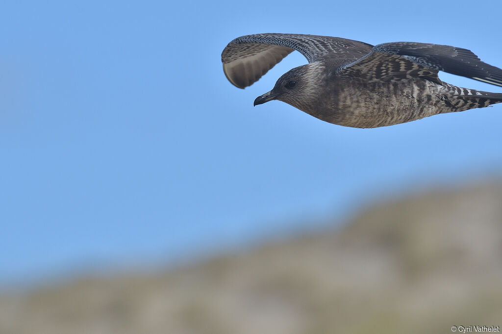 Long-tailed Jaeger, aspect, pigmentation, Flight