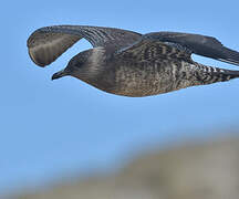 Long-tailed Jaeger