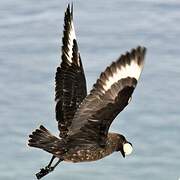 Brown Skua