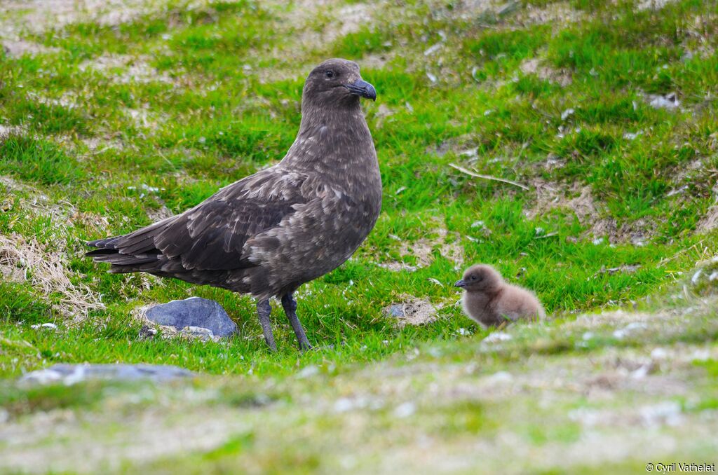 Brown Skua, identification, habitat, Reproduction-nesting