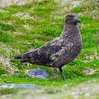 Labbe antarctique