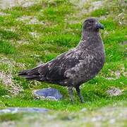 Brown Skua