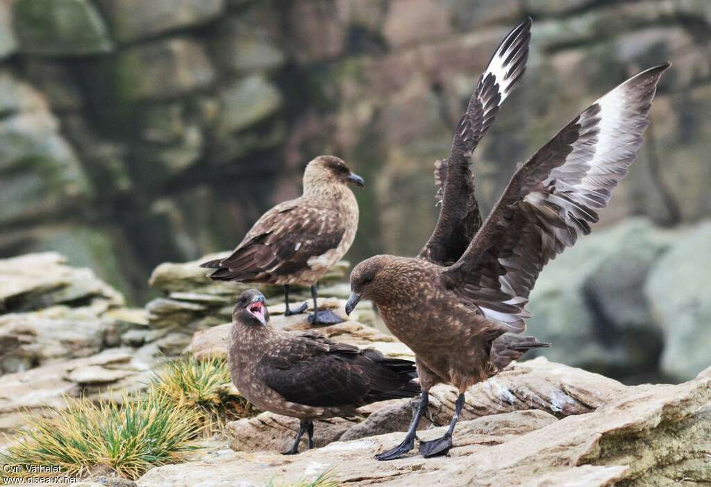 Labbe antarctique, habitat, composition, pigmentation, Comportement