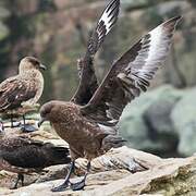 Brown Skua