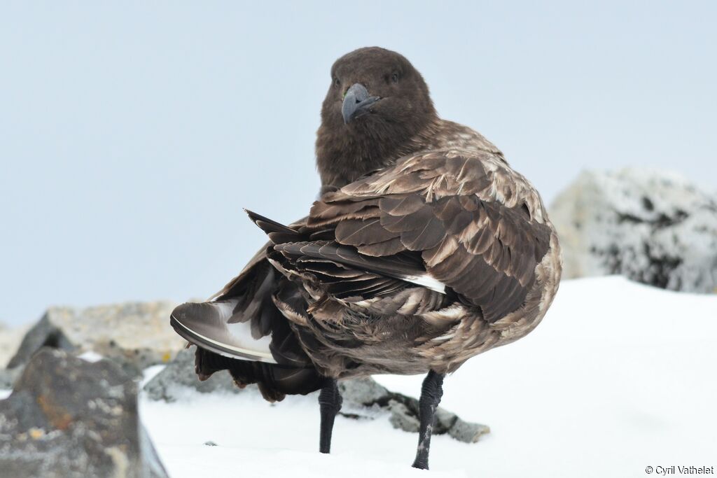 Brown Skuaadult, identification, care, aspect, pigmentation