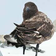 Brown Skua