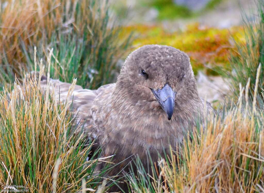 Brown Skuaadult, close-up portrait, Reproduction-nesting