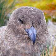 Labbe antarctique