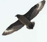 Brown Skua